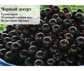 Купить новые сорта смородины