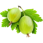 Купить Крыжовник Колибри