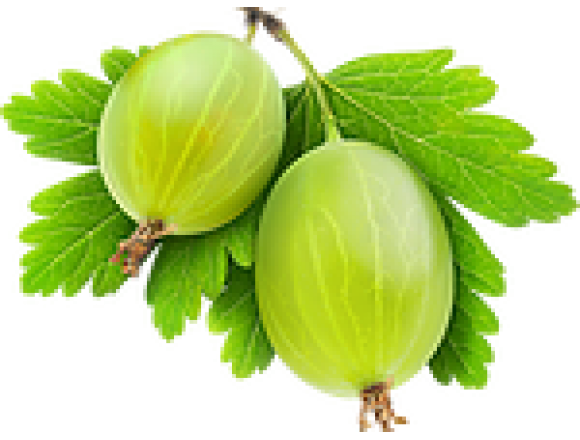 Купить Крыжовник Колибри