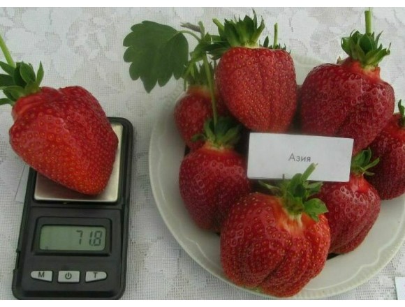 Купить саженцы Клубника АЗИЯ