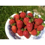 Купить саженцы Клубника Флорида Фестиваль