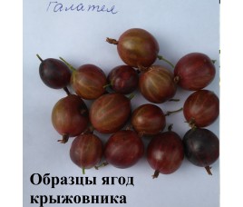КУПИТЬ САЖЕНЦЫ КРЫЖОВНИКА 