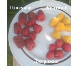 КУПИТЬ САЖЕНЦЫ МАЛИНЫ 
