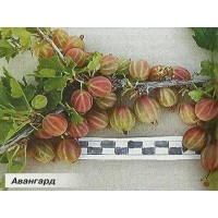 Авангард