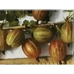 Купить саженцы Крыжовник Фантазия