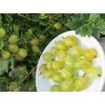  Крыжовник Инвикта