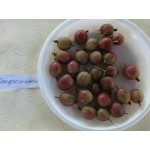 Купить саженцы Крыжовник Конфетный