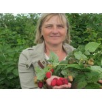 Купить Малина Нижегородец