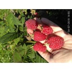 Купить  Малина Пшехиба