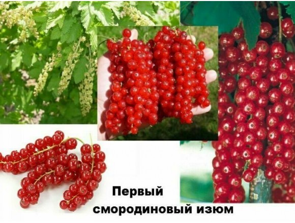 Купить саженцы Смородина Первый смородиновый изюм