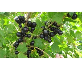 КУПИТЬ САЖЕНЦЫ СМОРОДИНЫ