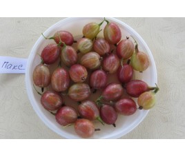 Пакс