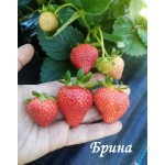  Клубника Брина