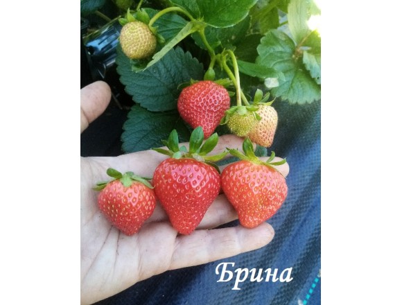  Клубника Брина