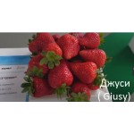  Клубника  Джуси (Giusy)