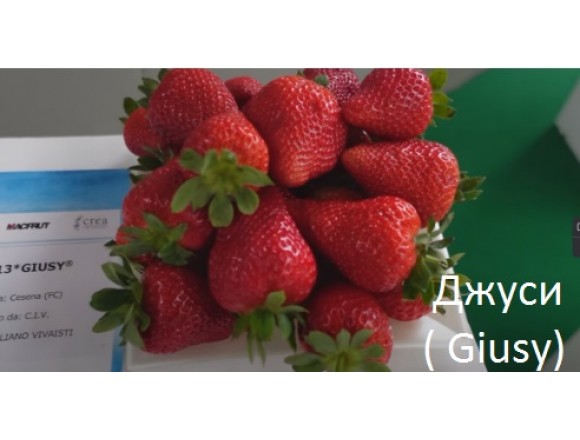  Клубника  Джуси (Giusy)