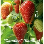  Клубника Кандис