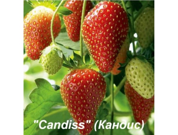  Клубника Кандис