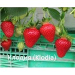 Купить Клубника Клодия