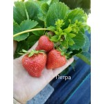  Клубника Петра 
