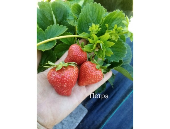  Клубника Петра 