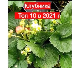 Топ 10 сортов клубники в 2021 г