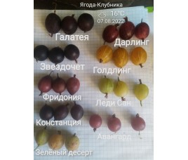 Итоги 22 г по крыжовнику