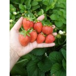 Купить  Клубника Ксанте