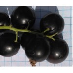 Купить Смородина Ксюша