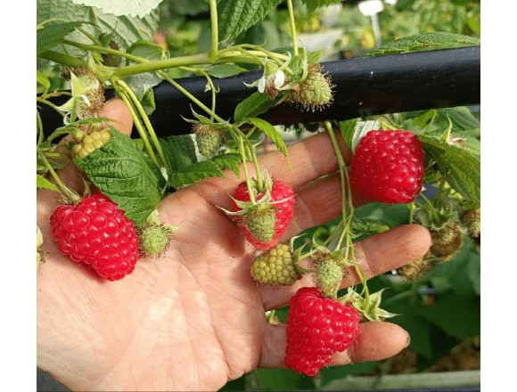 Итоги 2025 года. Малина. Итоги 2025 года. Малина.