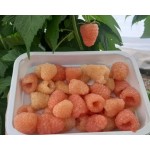 Купить Малина Промик