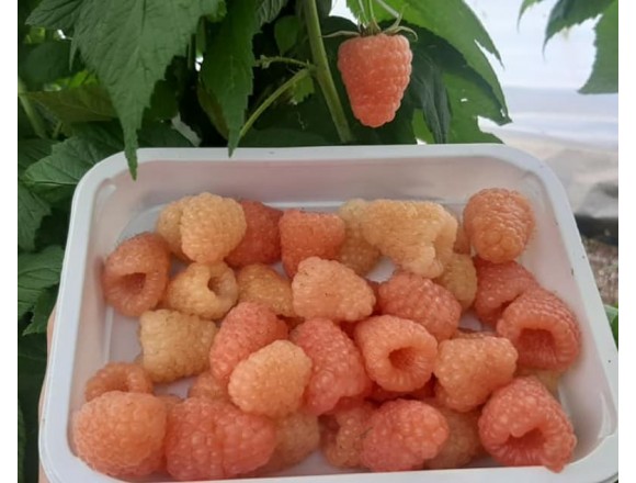Купить Малина Промик