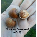 Купить фундук Подарок Ваничевой (42-19)