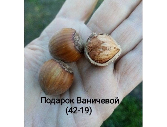 Купить фундук Подарок Ваничевой (42-19)
