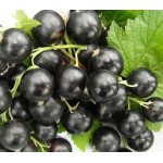  Смородина Добрыня 