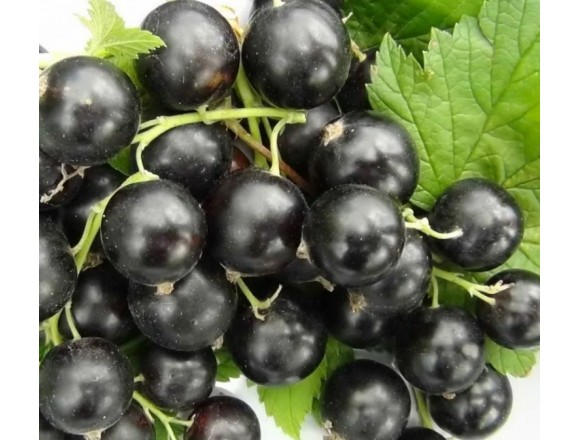  Смородина Добрыня 