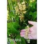 Купить Смородина Прадед