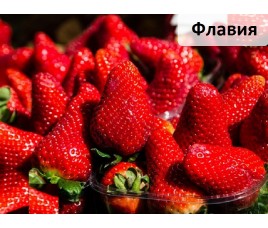 Флавия Флавия
