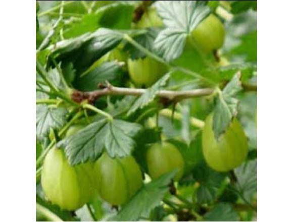 Купить  Крыжовник Кеалесс (Карелесс)
