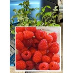 Купить Малина Овация